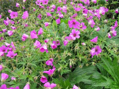 Geranium ´Patricia´