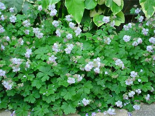 Geranium cantabrigiense ´Biokovo´