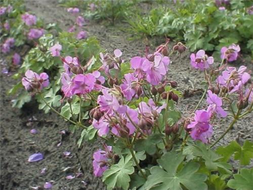 Geranium cantabrigiense ´Cambridge´