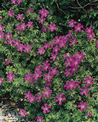 Geranium endressii ´Wargrave Pink´