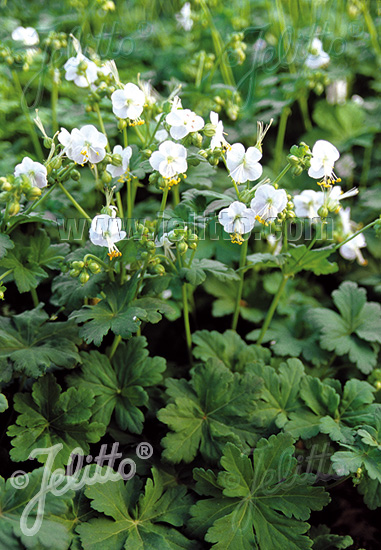 Geranium macrorrhizum ´White Ness´