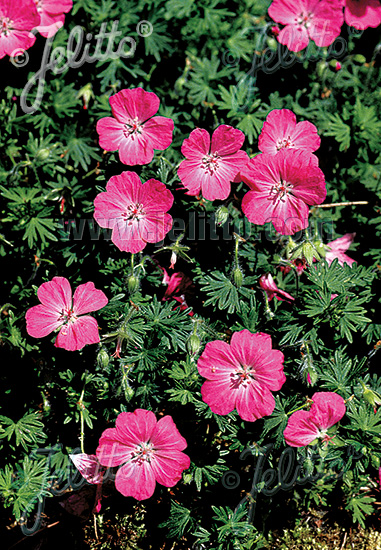 Geranium sanguineum ´Vision Violet´