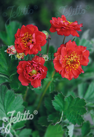 Geum ´Blazing Sunset´