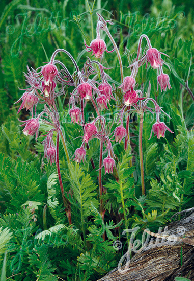 Geum triflorum