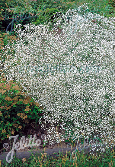 Gypsophila paniculata ´Snowflake´