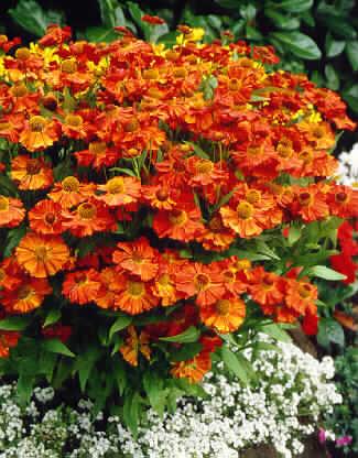 Helenium ´Moerheim Beauty´