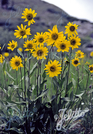 Helianthella quinquenervis