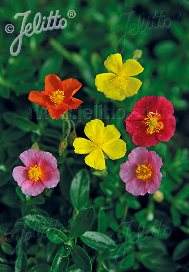 Helianthemum mutabile