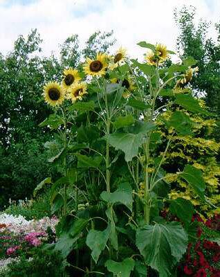 Helianthus ´Lemon Queen´