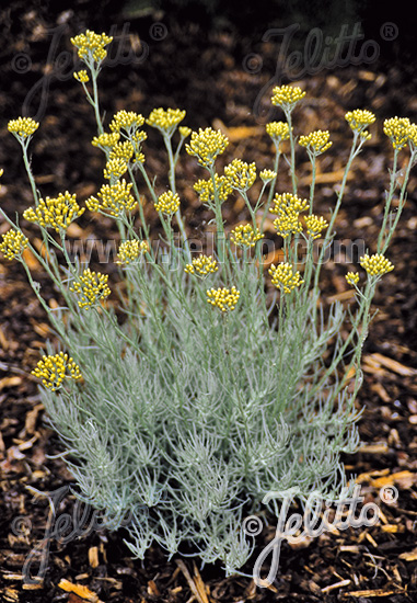 Helichrysum italicum