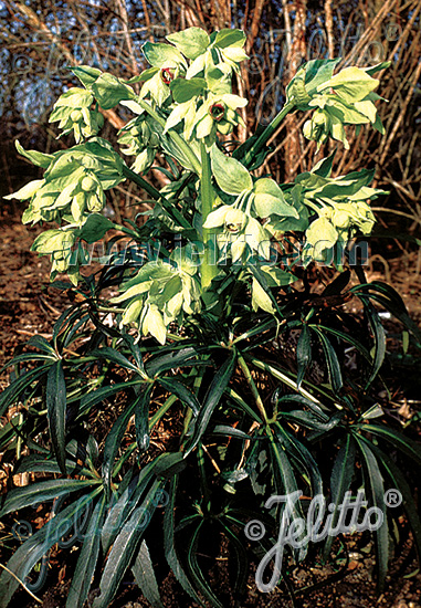 Helleborus foetidus