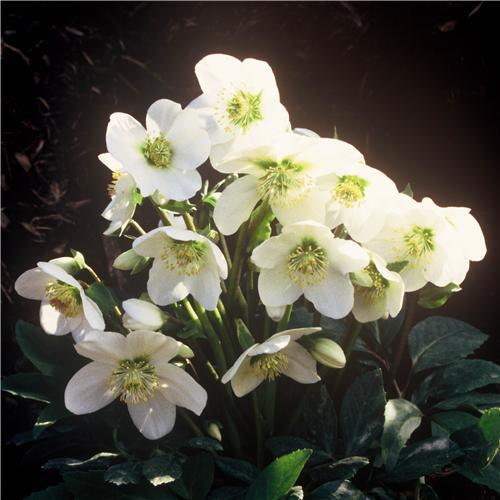 Helleborus niger