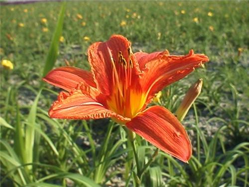 Hemerocallis ´Margaret Perry´