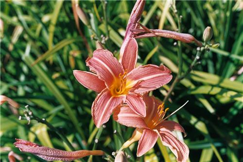 Hemerocallis fulva