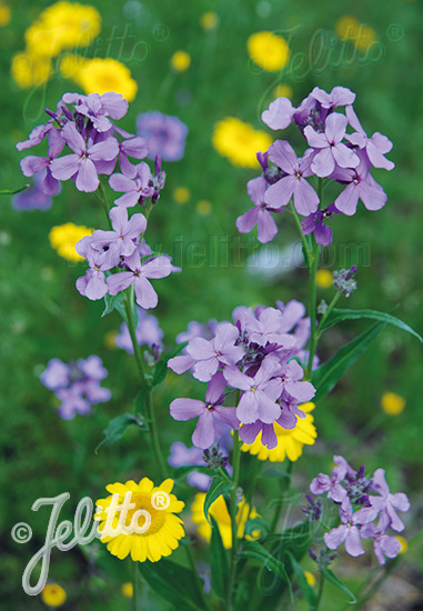 Hesperis matronalis