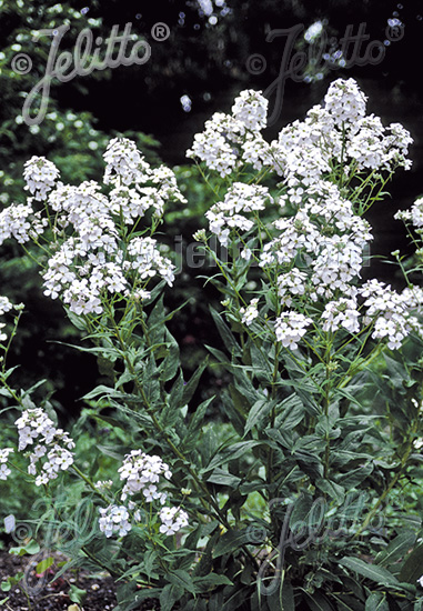 Hesperis matronalis var. albiflora