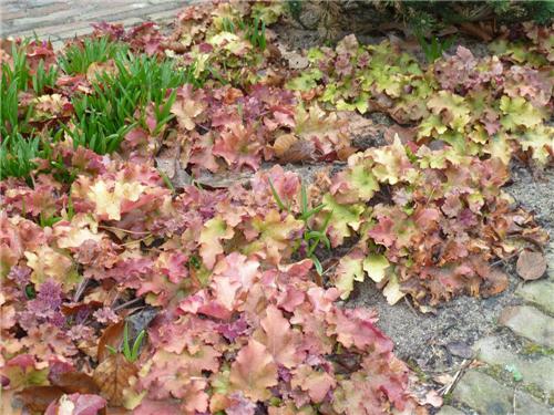 Heuchera ´Marmelade´