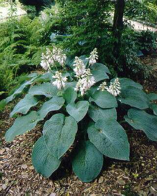 Hosta ´Big Mama´