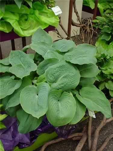 Hosta ´Bressingham Blue´