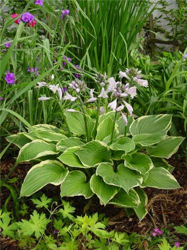 Hosta fortunei ´Aureomarginata´