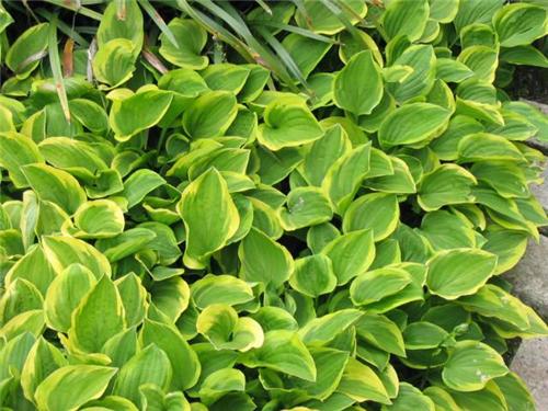 Hosta ´Golden Tiara´