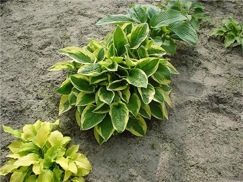 Hosta hybrida ´Wide Brim´