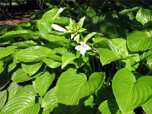 Hosta plantaginea var. grandiflora