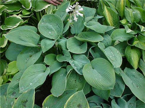 Hosta sieboldiana ´Elegans´