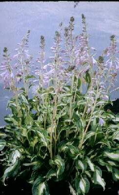 Hosta undulata ´Mediovariegata´