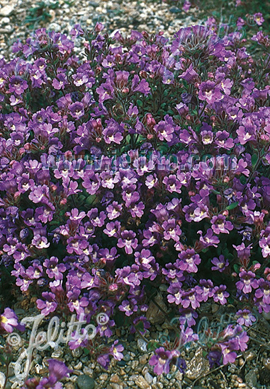 Chaenorhinum origanifolium ´Blue Dreams´