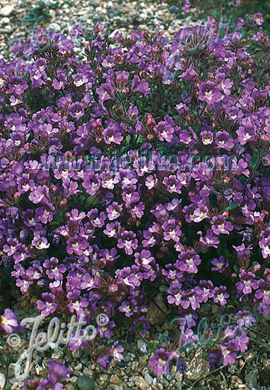 Chaenorhinum origanifolium ´Blue Dream´