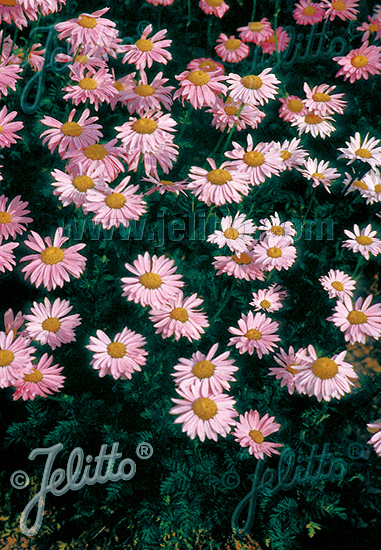 Chrysanthemum coccineum ´Robinson Pink´
