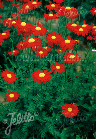 Chrysanthemum coccineum ´Robinson Red´