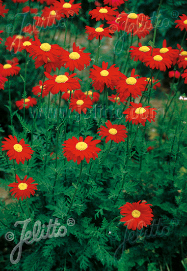 Tanacetum coccineum ´Robinson Red´
