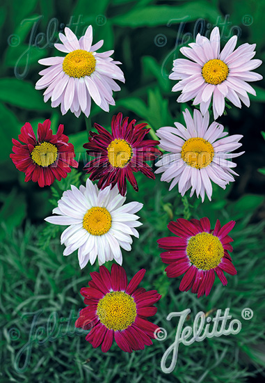 Tanacetum coccineum ´Robinson´s Giant Mixed´