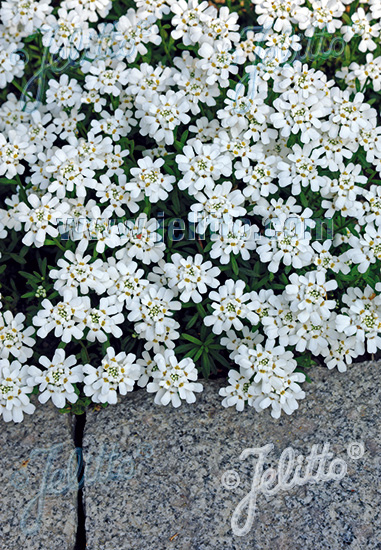 Iberis sempervirens ´Snow Cushion´