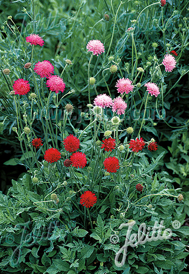 Knautia macedonica ´Melton Pastels´