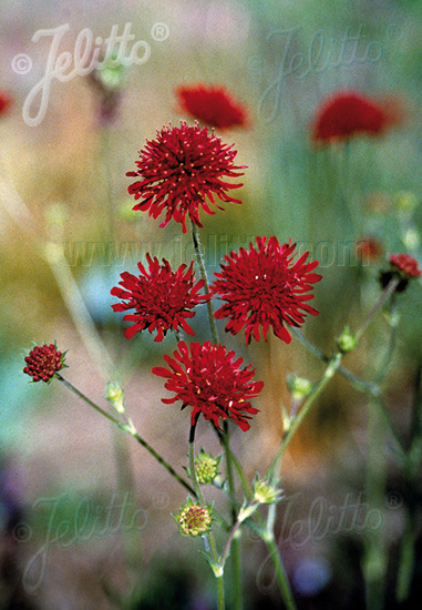 Knautia macedonica ´Red Knight´