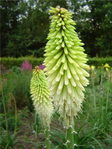 Kniphofia ´Ice Queen´