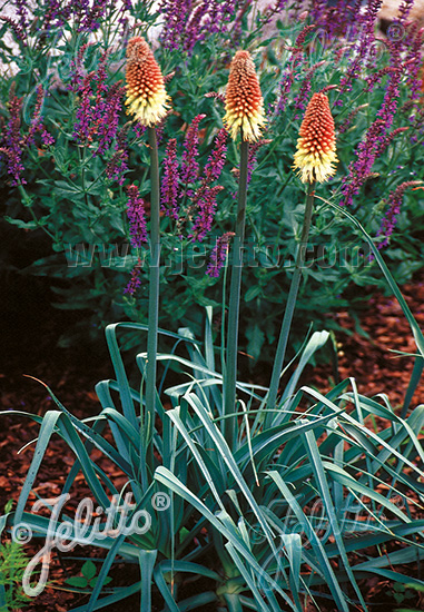 Kniphofia caulescens