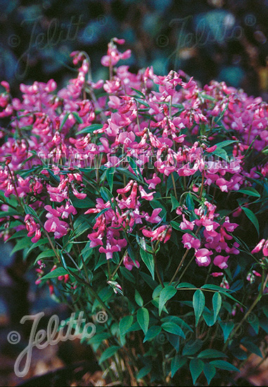 Lathyrus vernus