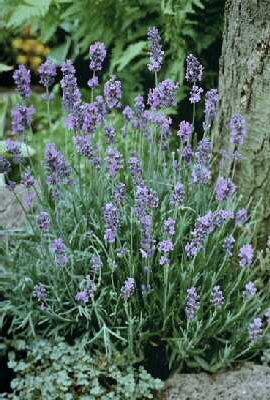 Lavandula angustifolia ´Dwarf Blue´