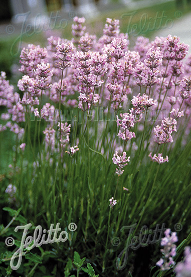 Lavandula angustifolia ´Ellagance Pink´