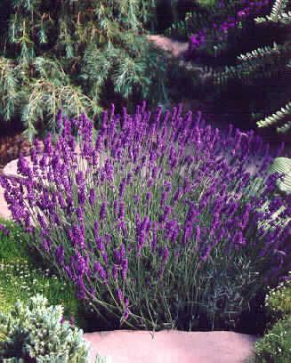 Lavandula angustifolia ´Hidcote Blue´