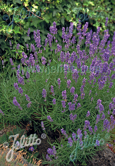 Lavandula angustifolia ´Munstead Strain´