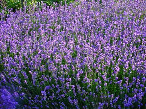 Lavandula angustifolia ´Munstead´