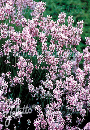 Lavandula angustifolia ´Rosea´