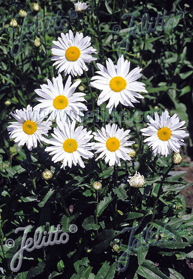 Leucanthemum ´Starbust´