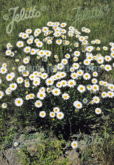 Leucanthemum vulgare