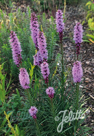 Liatris spicata ´Floristan Violet´